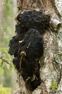 Chaga Gomba